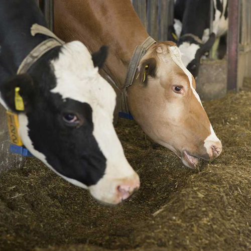 Animal Feed
